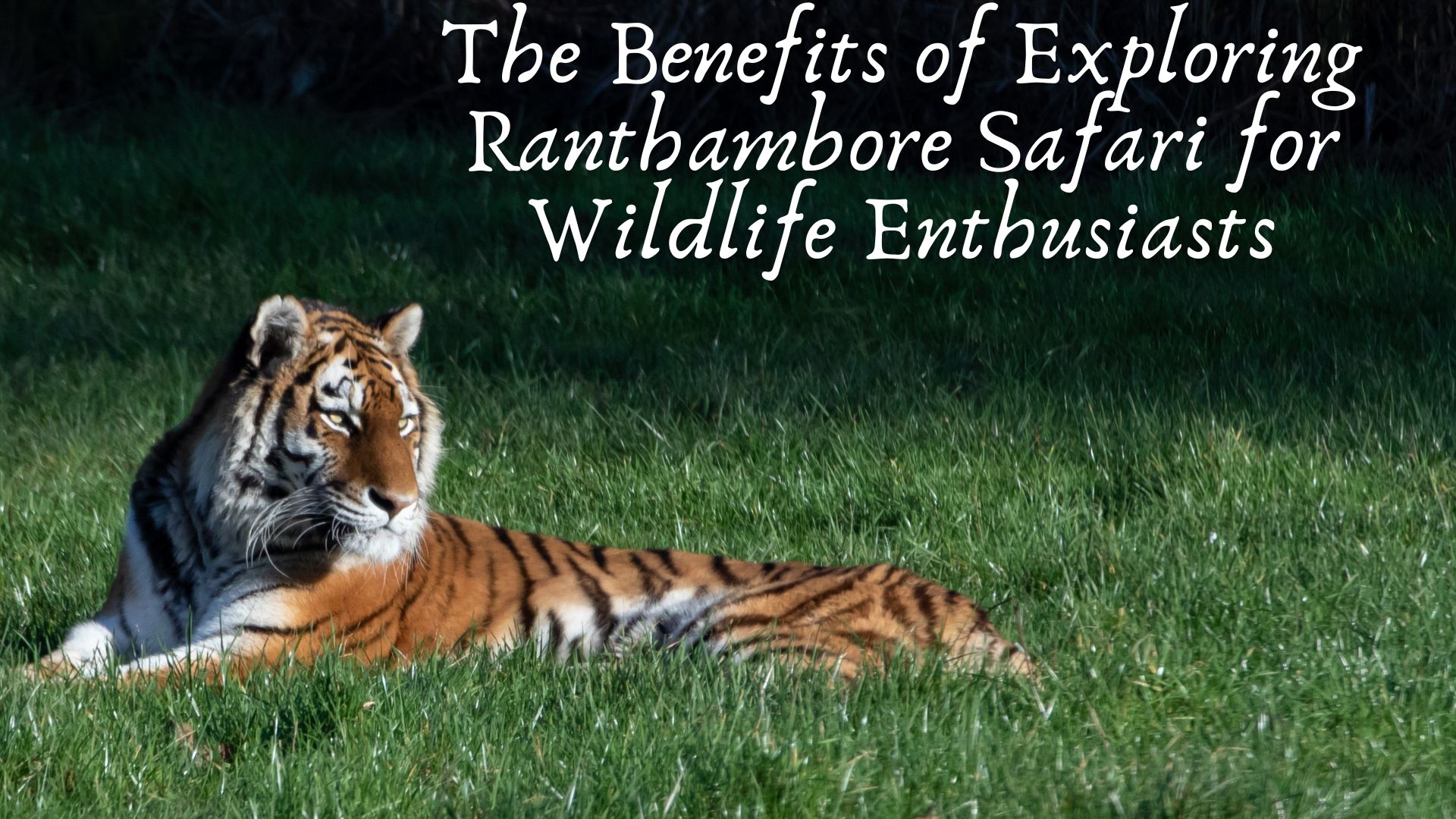 Ranthambore Safari